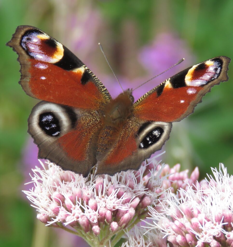 Peacock Butterfly