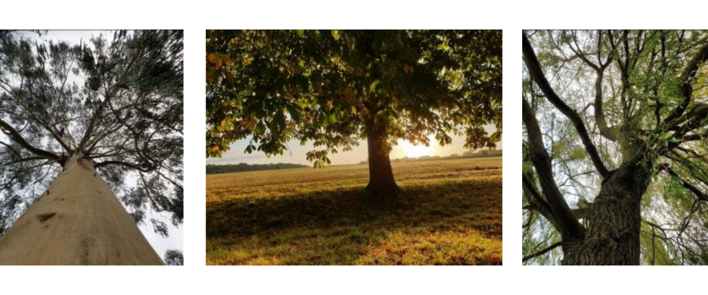 A collage of trees taken by a Horticulturalist.