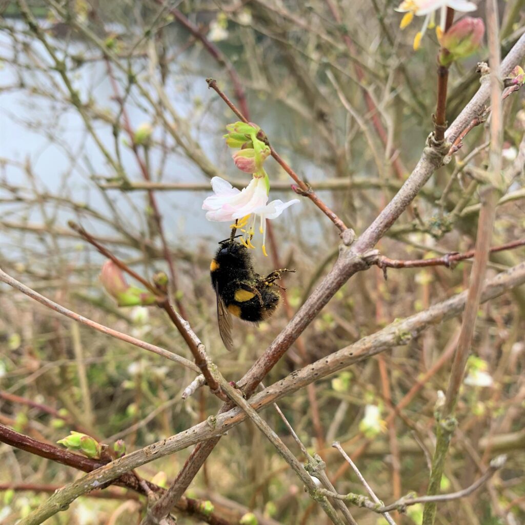 Bee and honeysuckle