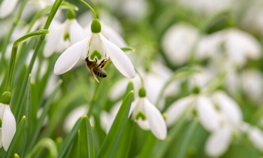 Honey bee visiting snowdrops at Markshall